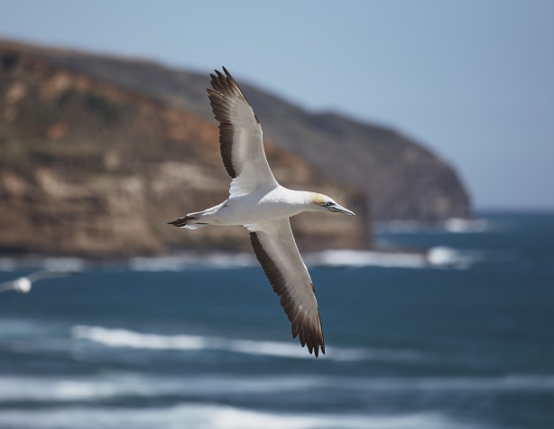 Gannet