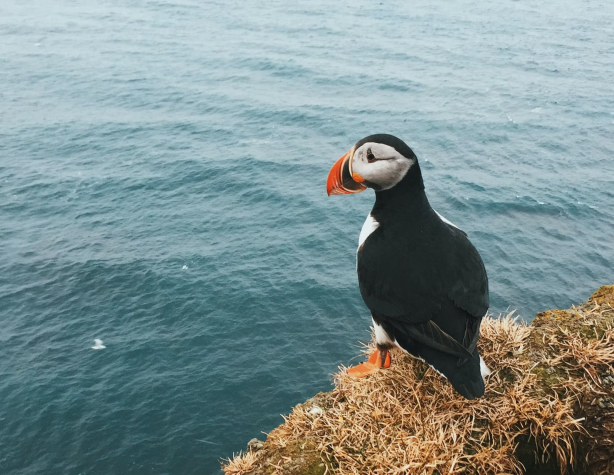 Puffin