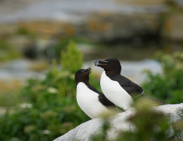 Razorbills